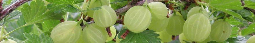 Organic Fortifying Scalp Oil Serum