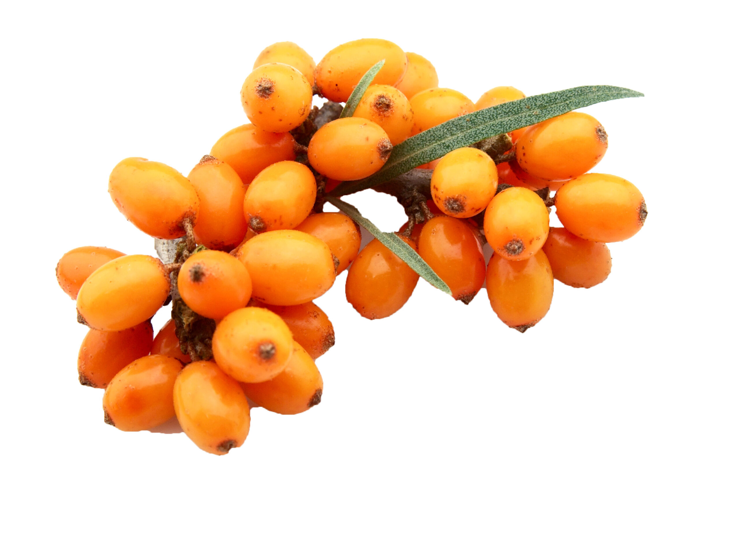 Sea Buckthorn Berry